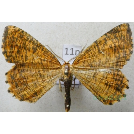 Angerona prunaria (Linnaeus, 1758) male Rączyk leszczyniak Poland11n